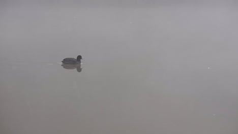 Schwarzer-Vogel,-Der-In-Zeitlupe-über-Einen-Fluss-Paddelt