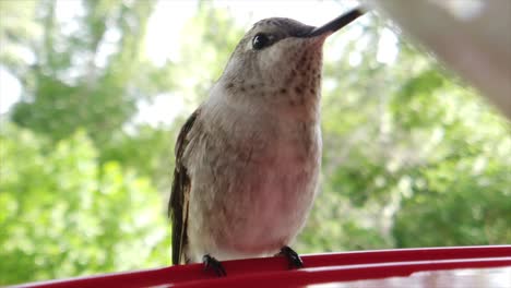 Die-Beste-Nahaufnahme-Eines-Winzigen-Dicken-Kolibris-Mit-Braunen-Federn,-Der-In-Zeitlupe-An-Einem-Vogelhäuschen-Sitzt-Und-Getränke-Nimmt-Und-Seine-Flügel-Ausbreitet
