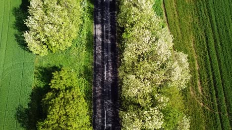 Aerial-topdown-shot-of-a-road-with-trees-on-the-sides-green-car-passing-by-zala-county-hungary-europe