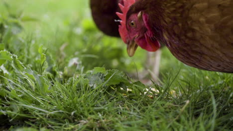 Chicken-scratching-corn-through-long-grass-and-eating-in-slow-motion