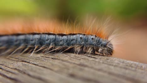 Extreme-macro-close-up-and-extreme-slow-motion-of-a-Western-Tent-Caterpillar-as-it-walks-along-a-piece-of-wood