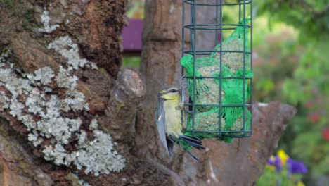 Gentle-yellow-and-grey-tit-bird-sitting-on-bird-feeder-with-fat-ball-inside,-handheld-still-during-daytime