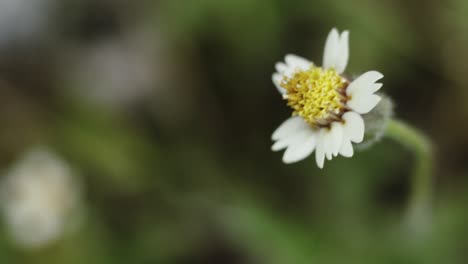 Chamomile-moved-by-wind-in-garden-outdoors-macro