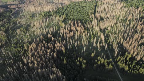 High-altitude-view-of-the-Harz-national-park,-sick-trees,-bark-beetle,-in-Lower-Saxony,-Germany