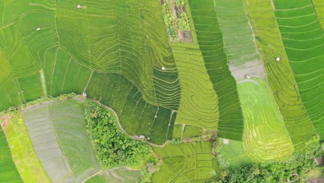 Luftbild-Balinesischer-Reisfelder-In-Verschiedenen-Wachstumsstadien