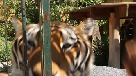 Tiger-In-Einem-Käfig-Füttern