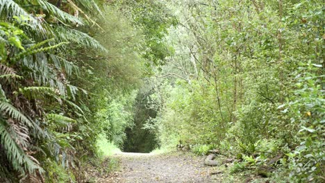 Leerer-Wanderweg-Im-Neuseeländischen-Wald