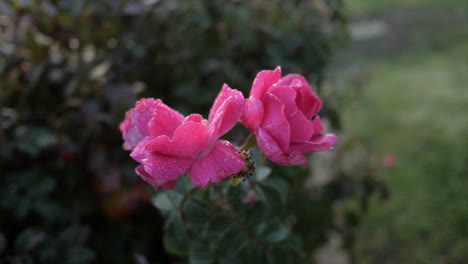 Rosa-Rose-An-Einem-Frühen-Frostigen-Morgen