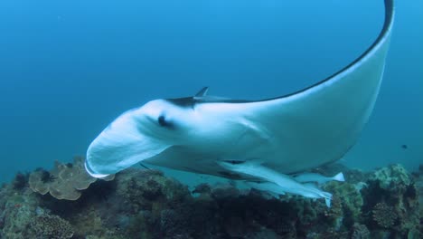 A-large-Manta-Ray-swimming-near-a-underwater-cameraman