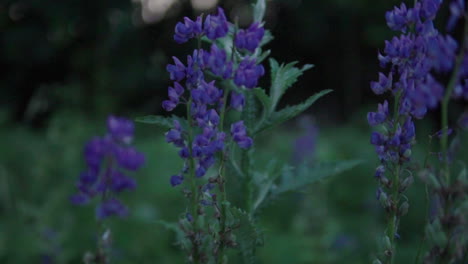 Beautiful-purple-flowers-in-the-meadow