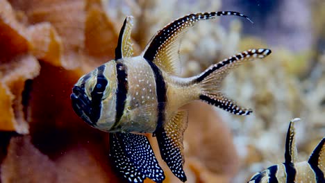 Moluccan-cardinalfish-swimming-with-a-grim-look-calm-in-the-water