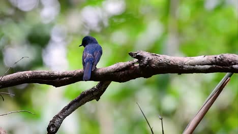 The-Hill-Blue-Flycatcher-is-found-at-high-elevation-habitat-it-has-blue-feathers-and-orange-like-breast-for-the-male,-while-the-female-is-pale-cinnamon-brown-and-also-with-transitioned-orange-breast