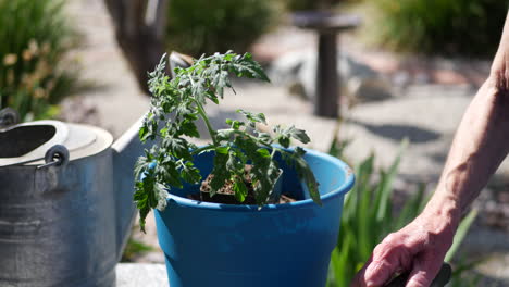 Eine-Gärtnerin-Pflanzt-Mit-Handkelle-Und-Gießkanne-Eine-Tomatenpflanze-In-Neue-Blumenerde-Für-Ihren-Bio-Gemüsegarten