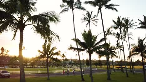 Drohnenschuss,-Der-Während-Der-Sonnenuntergangsstunden-Um-Palmen-Auf-Dem-Campus-Der-Brigham-Young-University-In-Hawaii-Fliegt