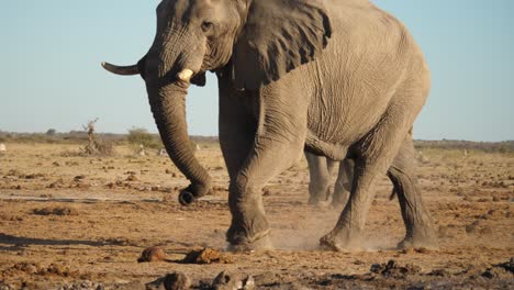 Adult-male-Elephant-walks-in-wild,-towards-camera