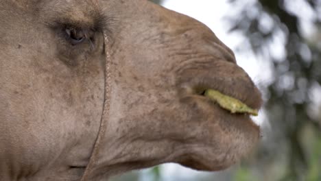 Close-up-slow-motion-shot-of-a-camels-mouth-chewing-on-its-cud