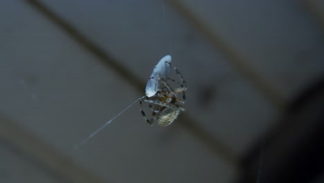 Macro-shot-of-a-spider-spinning-a-cocoon-around-its-prey
