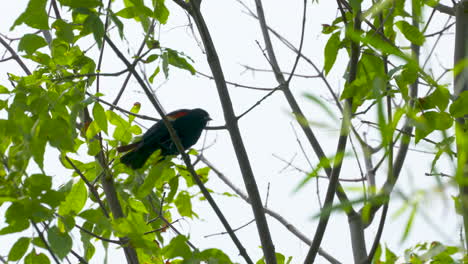 A-red-winged-blackbird-perched-in-a-tree
