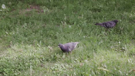 Pigeons-wandering-amongst-the-grass-on-a-sunny-day