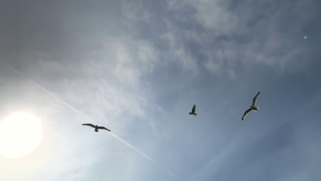 Seagulls-at-the-Seaside-Flying-Around-Silhouetted-by-the-Summer’s-Sun-in-Slow-Motion