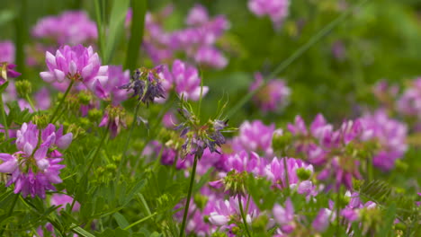 Wiese-Mit-Leuchtend-Rosa-Wildblumen-In-Voller-Blüte