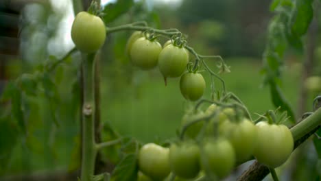 Tomates-Verdes-Frescos-A-Cámara-Lenta