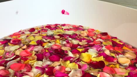 Weibliche-Hand,-Die-Rosenblätter-In-Das-Wasser-In-Einer-Badewanne-Voller-Blumen-In-Bali,-Indonesien-Fallen-Lässt