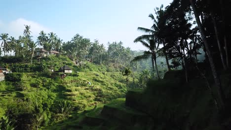 Drohne-Schoss-Um-Eine-Ecke-Und-Enthüllte-An-Einem-Klaren-Sonnigen-Morgen-Die-Wunderschönen-Tegalalang-reisterrassen-In-Bali,-Indonesien