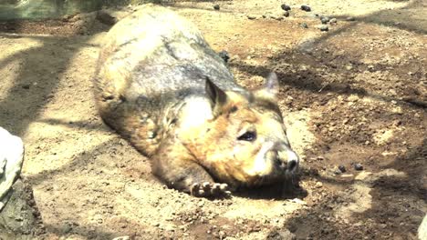 Australischer-Wombat-Ruht-Im-Schlamm