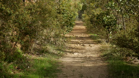 Gerader-Wanderweg-Im-Australischen-Outback-Neigt-Sich-Nach-Oben