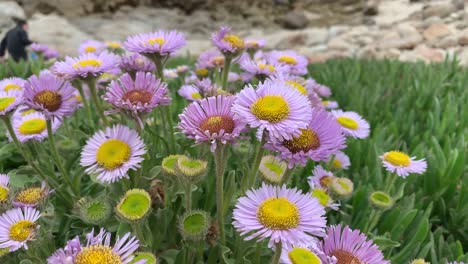Violette-Wildblumen-Blühen-Entlang-Der-Küstenlandschaften-Von-Asilomar-State-Beach-In-Nordkalifornien