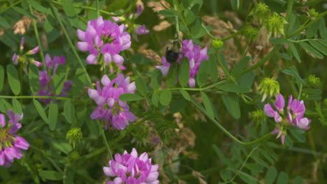 Abejorro-Recogiendo-Néctar-De-Una-Flor-Silvestre-Rosa