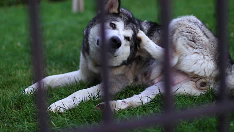 Big-cute-Husky-female-dog-lying-on-the-ground-scratching-herself