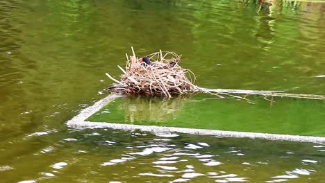 Moorhen-nest-in-a-pond