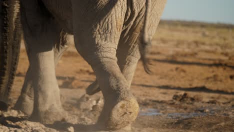 Feet-of-African-Elephant-walks-in-dirt-near-herd-in-the-wild,-close-up