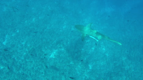 A-majestic-lemon-shark-spotted-near-the-island-of-Bora-Bora-feeding-on-left-over-bait-thrown-off-a-fishing-boat-nearby