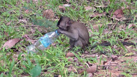 Infant-Macaque-Monkey-Playing-With-Single-Use-Plastic-Water-Bottle