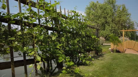 Grapevine-on-pergola-in-garden-with-pond-and-wooden-foot-bridge,-rural-countryside-design-and-lifestyle