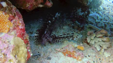 Giftige-Breite-Feuerfische,-Die-In-Einer-Unterwasserhöhle-Schwimmen-Und-Auf-Beute-Warten