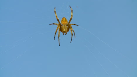 Macro-close-up-of-a-common-garden-spider-waiting-in-its-web-against-a-blue-sky-background