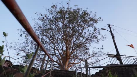 árbol-Ashwatha-Del-Templo-Narahari-Parvatha,-Dk-Ka-India