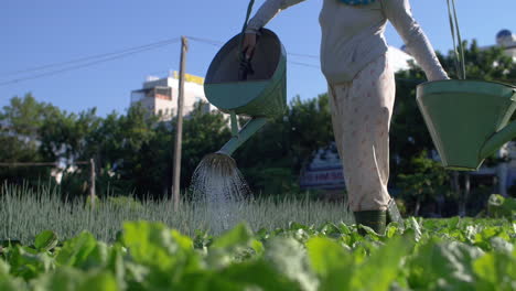 Frau-Bewässert-Gemüsegarten-Auf-Einer-Städtischen-Stadtfarm-In-Vietnam---ökologischer-Landbau