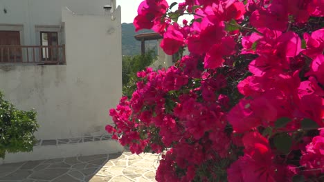 Left-pan-from-beautiful-pink-flowers-to-single-tree-in-Greek-alley-SLOW-MOTION