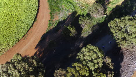 Aerial-of-large-group-of-cyclist-racing-along-dirt-road-in-rural-Australia