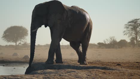 Ein-Großer-Afrikanischer-Elefantenbulle,-Der-Mit-Schlamm-Bedeckt-Ist,-Nähert-Sich-Dem-Wasserloch,-Um-Zu-Trinken