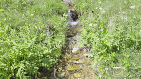 Small-stream-flows-through-a-meadow-in-the-Italian-Alps