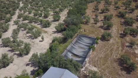 Aerial-tilt-up-shot-of-an-oil-warehouse-surrounded-by-olive-trees-in-the-south-of-Spain