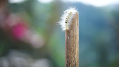 Handheld-Slow-Motion-shot-of-a-native-fuzzy-hairy-caterpillar-crawling-on-a-stick-in-Bali,-Indonesia