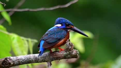 Der-Blauohrige-Eisvogel-Ist-Ein-Kleiner-Eisvogel,-Der-In-Thailand-Vorkommt-Und-Von-Vogelfotografen-Wegen-Seiner-Schönen-Blauen-Ohren-Gesucht-Wird,-Da-Er-Ein-Kleiner,-Niedlicher-Und-Flauschiger-Blaufederball-Eines-Vogels-Ist