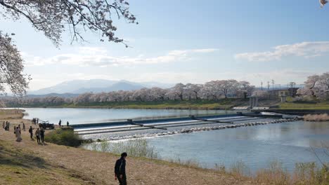 Landschaftlicher-Natürlicher-Blick-Auf-Den-Aussichtspunkt-Am-Shiroishi-Flussufer-Mit-Vielen-Kirschblütenbäumen-Mit-Hintergrund-Der-Japanischen-Alpen-An-Einem-Sonnigen-Tag-Der-Frühlingssaison-In-Japan
